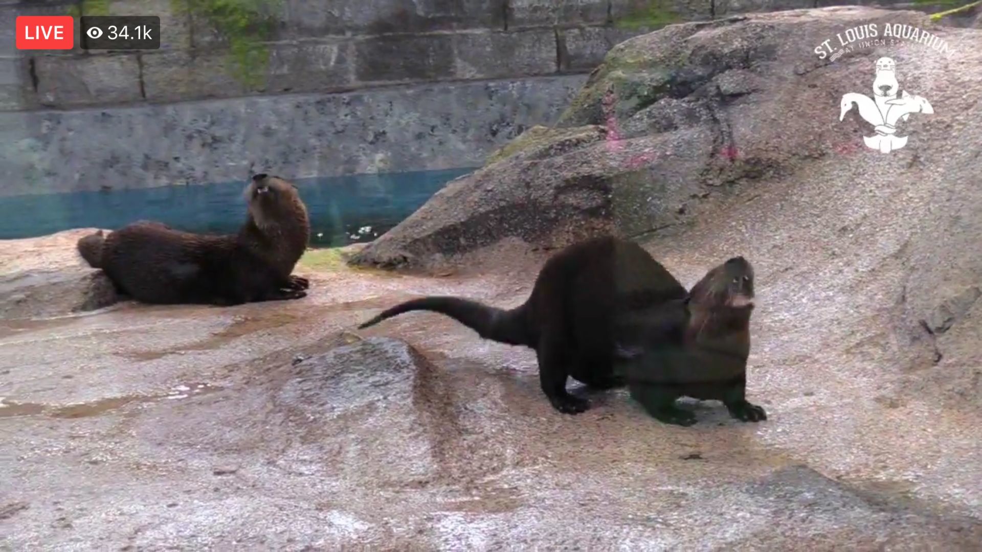 Breakfast with the otters